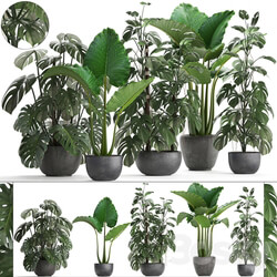 Plant collection 261. Monstera Alocasia flowerpot black pot loft industrial style bushes tropical exotic interior office flowers thickets 3D Models 