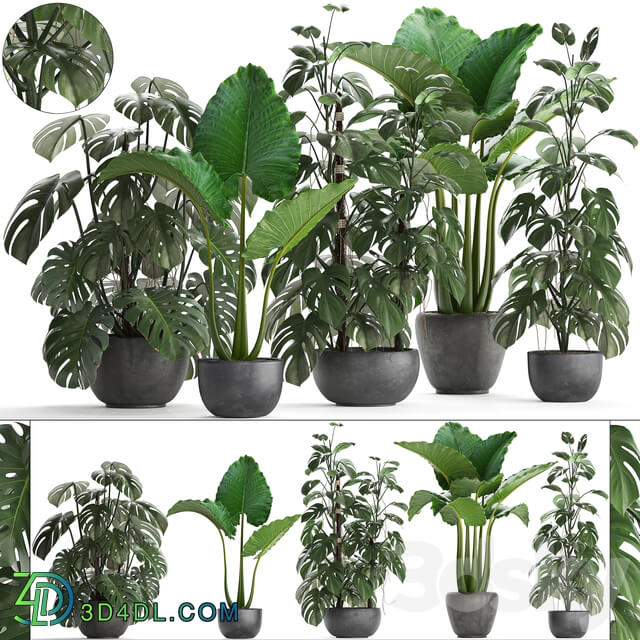 Plant collection 261. Monstera Alocasia flowerpot black pot loft industrial style bushes tropical exotic interior office flowers thickets 3D Models