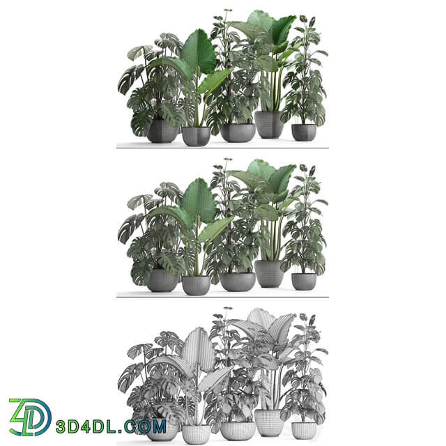 Plant collection 261. Monstera Alocasia flowerpot black pot loft industrial style bushes tropical exotic interior office flowers thickets 3D Models