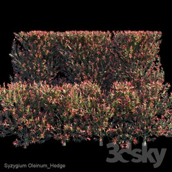 Syzygium Oleinum Hedge 