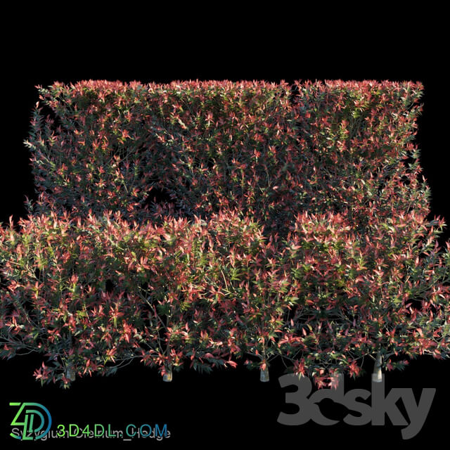 Syzygium Oleinum Hedge