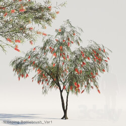 Weeping Bottlebrush Var1 