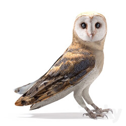 Barn owl 