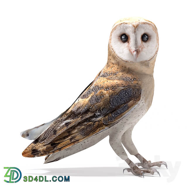 Barn owl