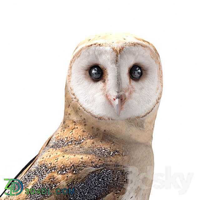 Barn owl