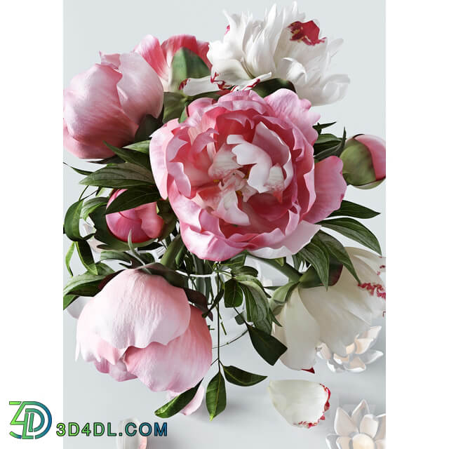 Peonies