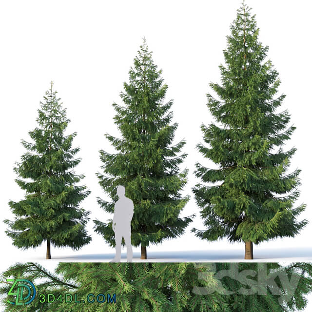 Spruce 3. Three sizes H4 3 6 5m. Modular branches