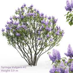 Syringa vulgaris 2 