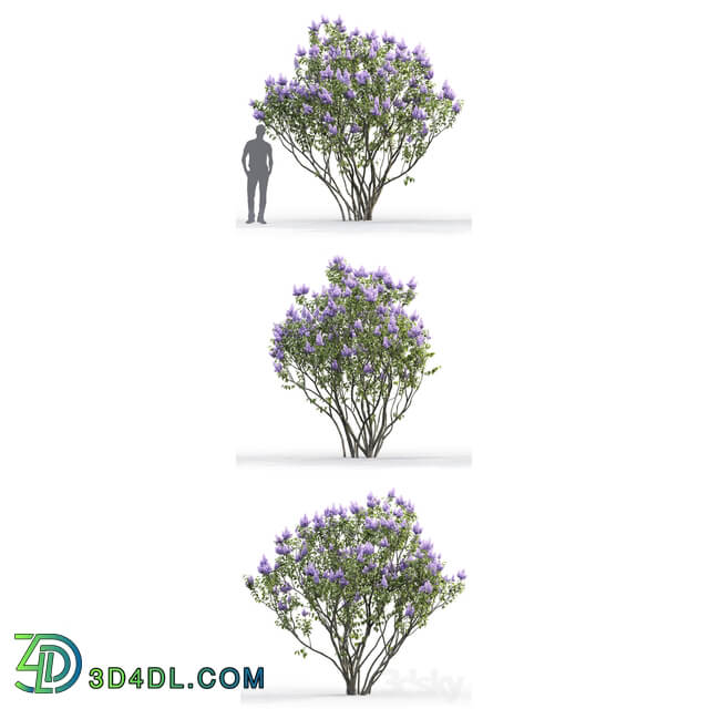 Syringa vulgaris 2