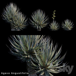 Agave Angustifolia 