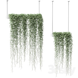 Plants in hanging pots. 2 models 