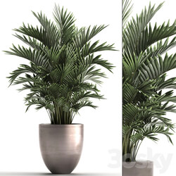 Plant collection 295. Home palm tree howea kentia flowerpot pot luxury decor interior stylish Howea forsteriana 3D Models 