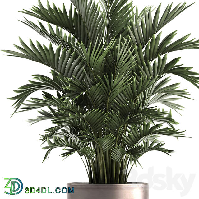 Plant collection 295. Home palm tree howea kentia flowerpot pot luxury decor interior stylish Howea forsteriana 3D Models