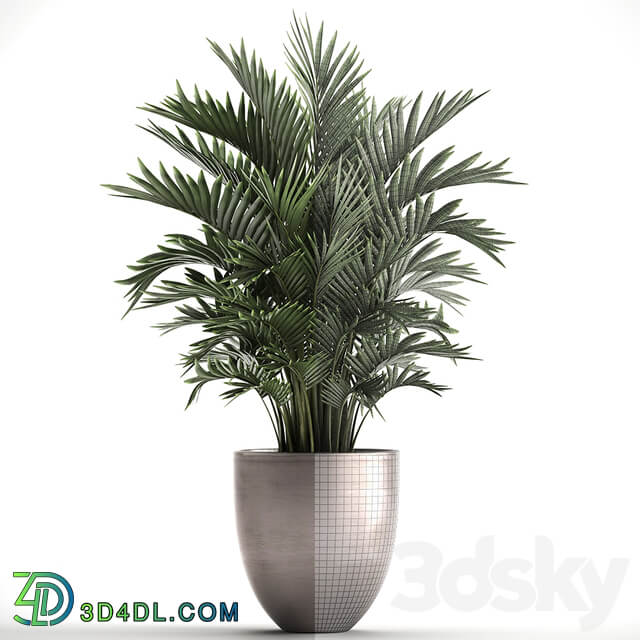 Plant collection 295. Home palm tree howea kentia flowerpot pot luxury decor interior stylish Howea forsteriana 3D Models
