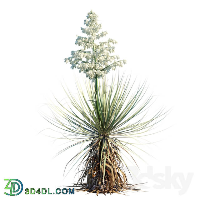 Yucca Thompsoniana Beaked yucca flower