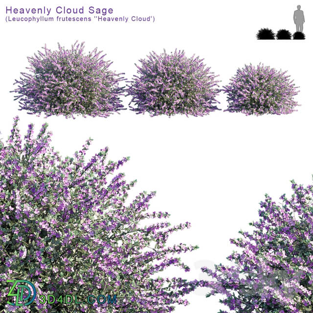 Heavenly Cloud Sage Leucophyllum frutescens