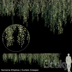 Fitowall Vernonia Elliptica Curtain creeper 10 module 