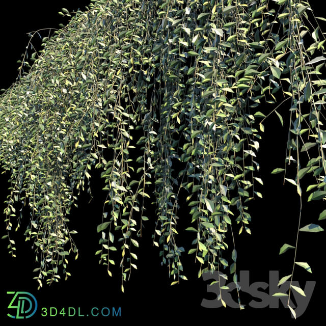 Fitowall Vernonia Elliptica Curtain creeper 10 module