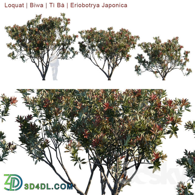 Loquat Biwa Eriobotrya Japonica V2