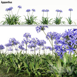 Agapanthus 