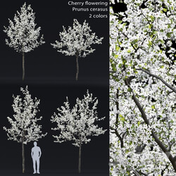 Cherry flowering 3D Models 