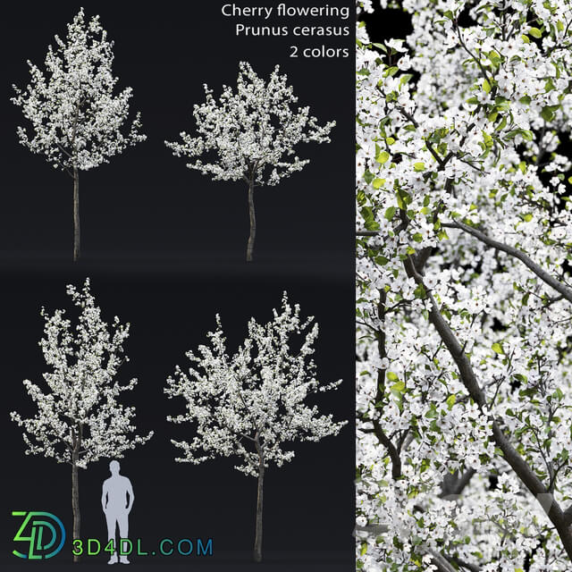 Cherry flowering 3D Models