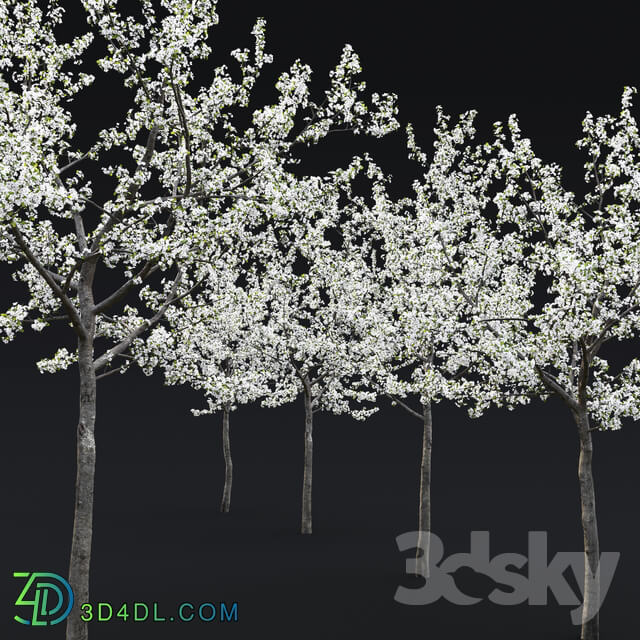 Cherry flowering 3D Models