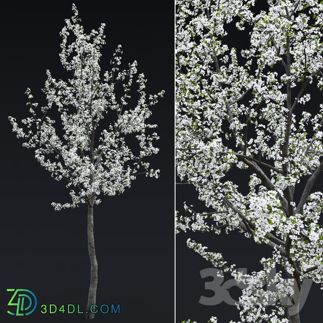 Cherry flowering 3D Models