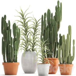 Plant collection 302. Cactus set. Cacti cereus aloe indoor cactus pot flowerpot clay clinker Aloe concrete desert plants outdoor 3D Models 