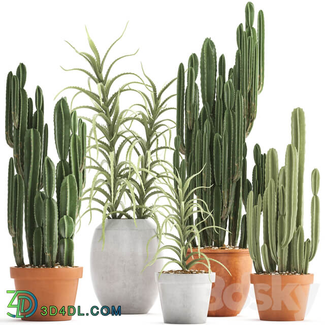 Plant collection 302. Cactus set. Cacti cereus aloe indoor cactus pot flowerpot clay clinker Aloe concrete desert plants outdoor 3D Models