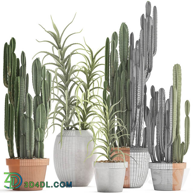 Plant collection 302. Cactus set. Cacti cereus aloe indoor cactus pot flowerpot clay clinker Aloe concrete desert plants outdoor 3D Models