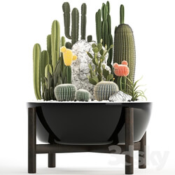 Plant collection 305. Cactus set 