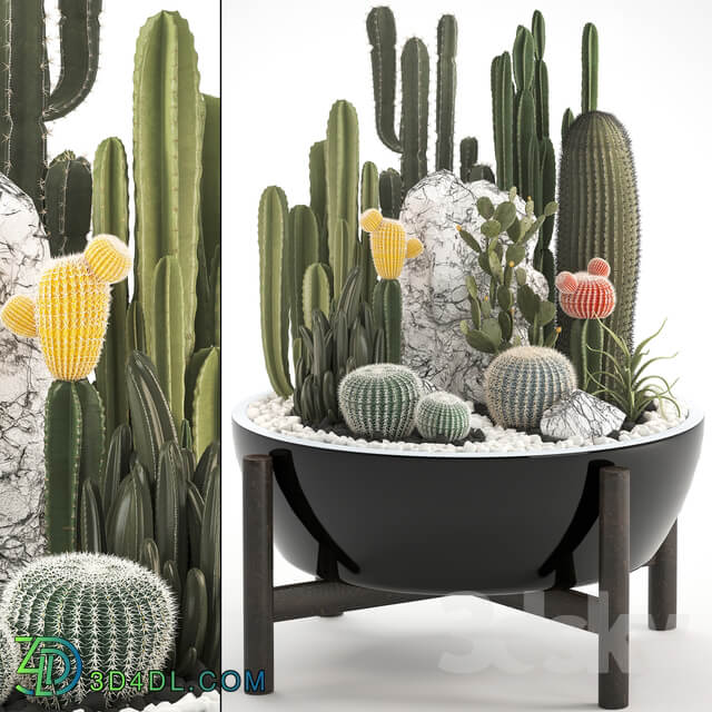 Plant collection 305. Cactus set
