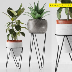 plants 226 