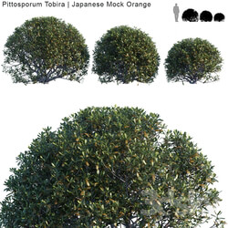 Pittosporum Tobira Japanese Mock Orange bush 