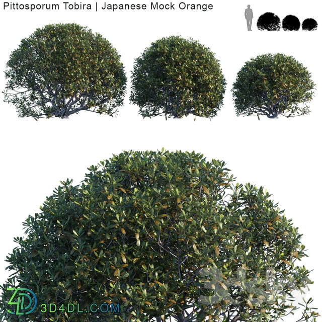 Pittosporum Tobira Japanese Mock Orange bush