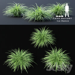 Sedge morrova Carex morrowii Ice Dance ornamental grass 