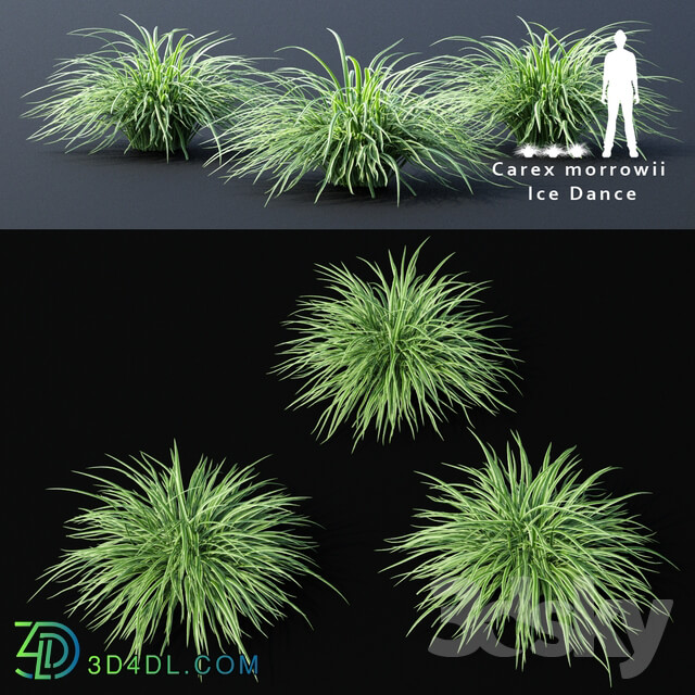 Sedge morrova Carex morrowii Ice Dance ornamental grass