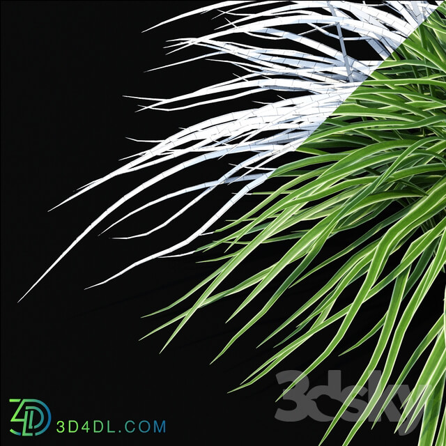 Sedge morrova Carex morrowii Ice Dance ornamental grass