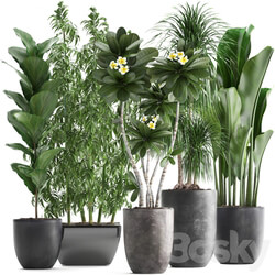 Plant collection 311. Bamboo Ficus Dracaena Banana Indoor Plants Plumeria Black Pot Bushes Exotic Plants Set 3D Models 