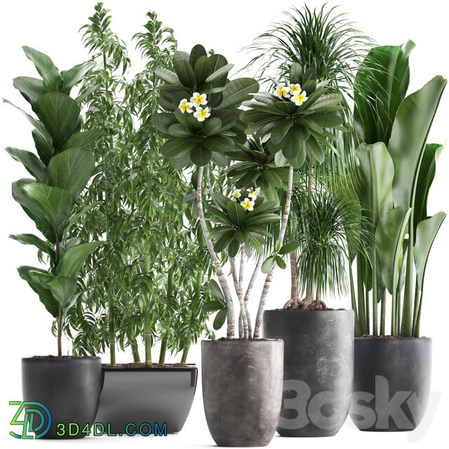 Plant collection 311. Bamboo Ficus Dracaena Banana Indoor Plants Plumeria Black Pot Bushes Exotic Plants Set 3D Models