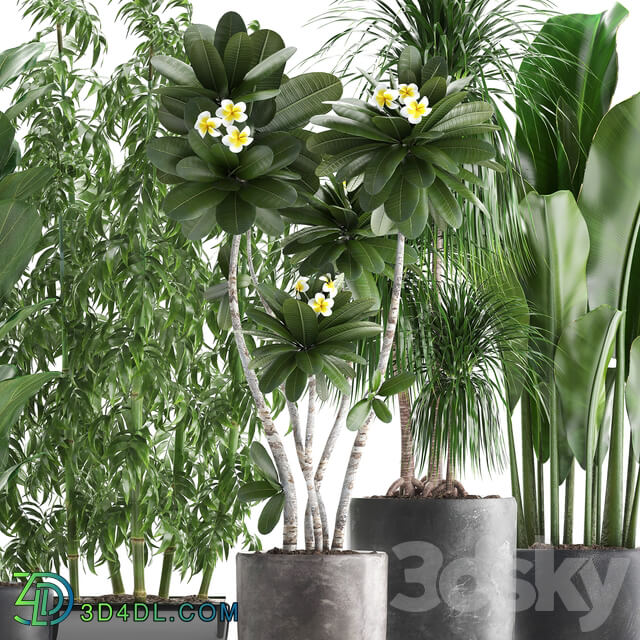 Plant collection 311. Bamboo Ficus Dracaena Banana Indoor Plants Plumeria Black Pot Bushes Exotic Plants Set 3D Models