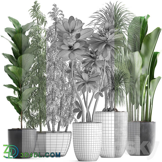 Plant collection 311. Bamboo Ficus Dracaena Banana Indoor Plants Plumeria Black Pot Bushes Exotic Plants Set 3D Models