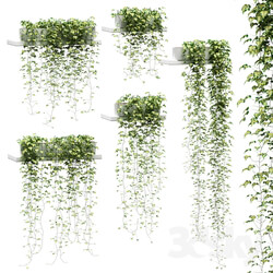 Ivy for shelves v2 