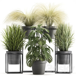 Plant collection 316. Grass tussock monstera pot flowerpot indoor small flower stand bush outdoor concrete 3D Models 