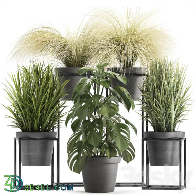 Plant collection 316. Grass tussock monstera pot flowerpot indoor small flower stand bush outdoor concrete 3D Models