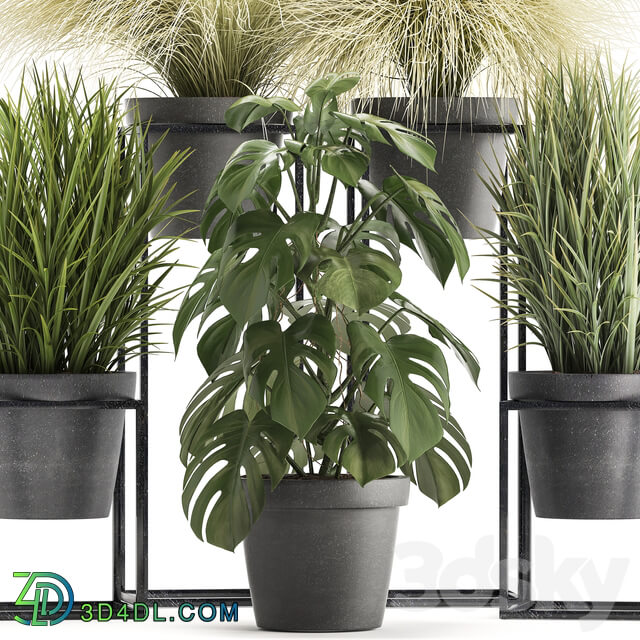 Plant collection 316. Grass tussock monstera pot flowerpot indoor small flower stand bush outdoor concrete 3D Models