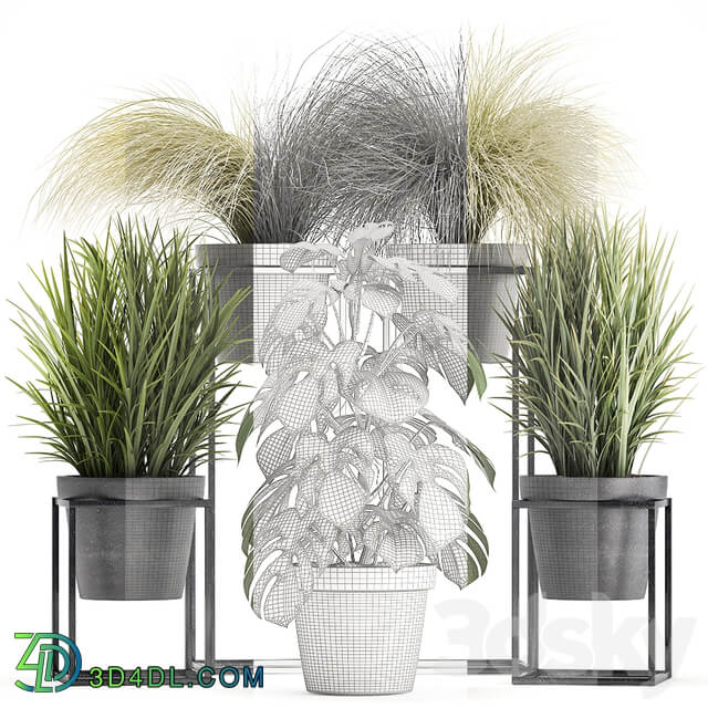 Plant collection 316. Grass tussock monstera pot flowerpot indoor small flower stand bush outdoor concrete 3D Models