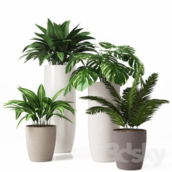 Collection of indoor plants 01 