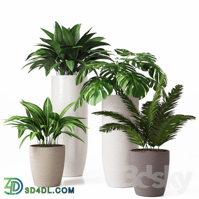 Collection of indoor plants 01